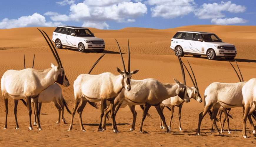 facts and things to do in dubai desert safar