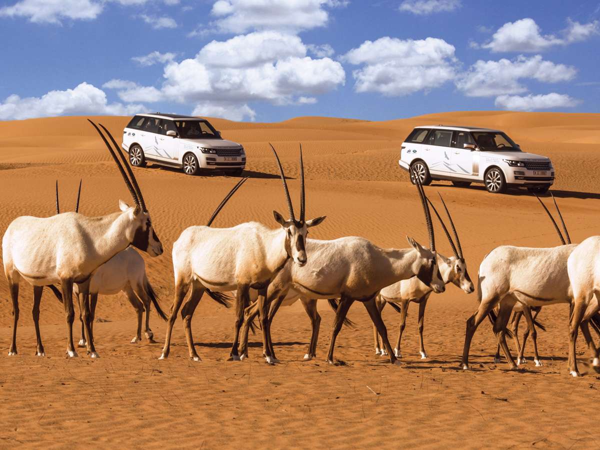 facts and things to do in dubai desert safar
